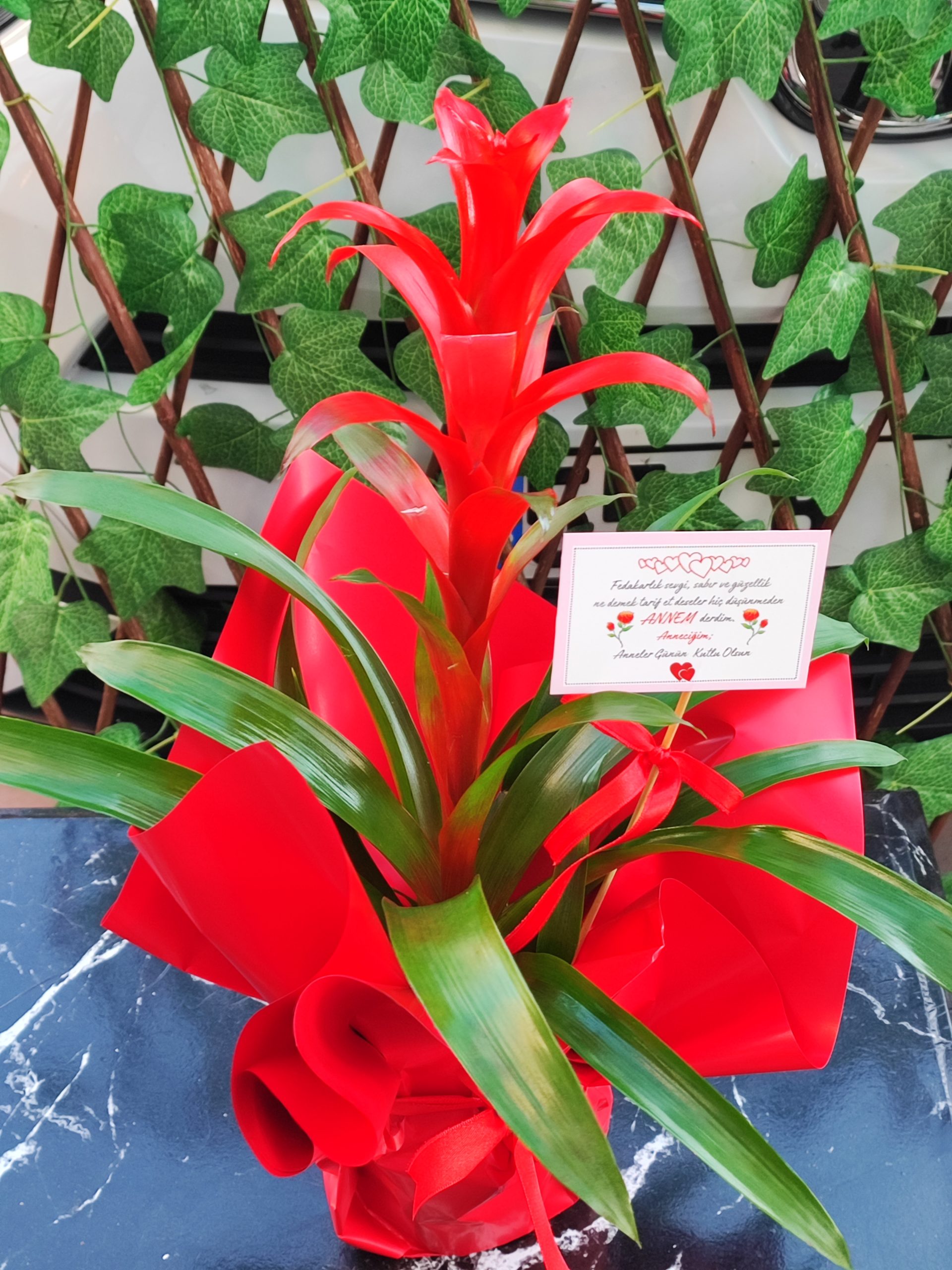 GUZMANYA ÇİÇEĞİ