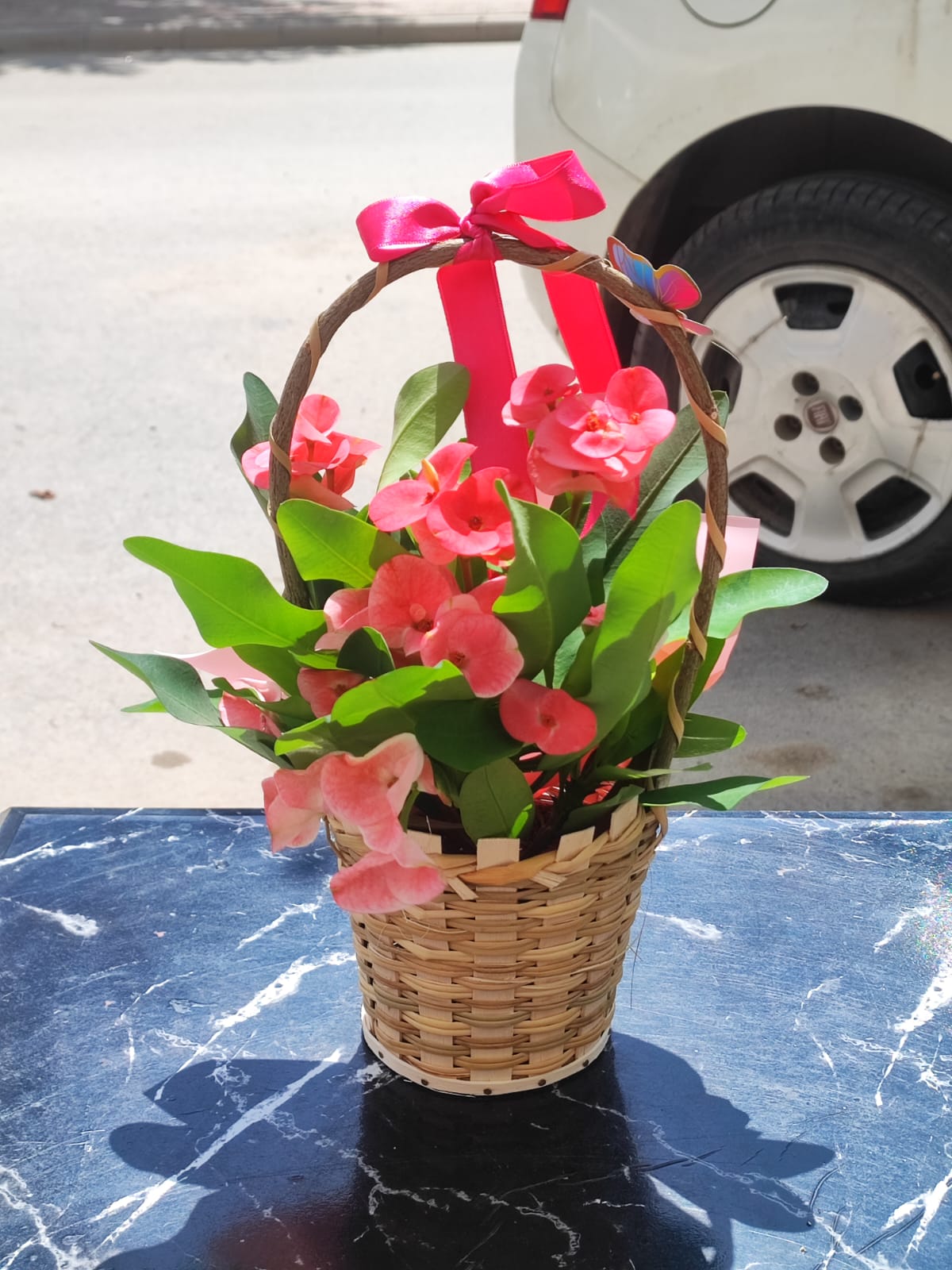 SEPETTE DİKENLER TACI