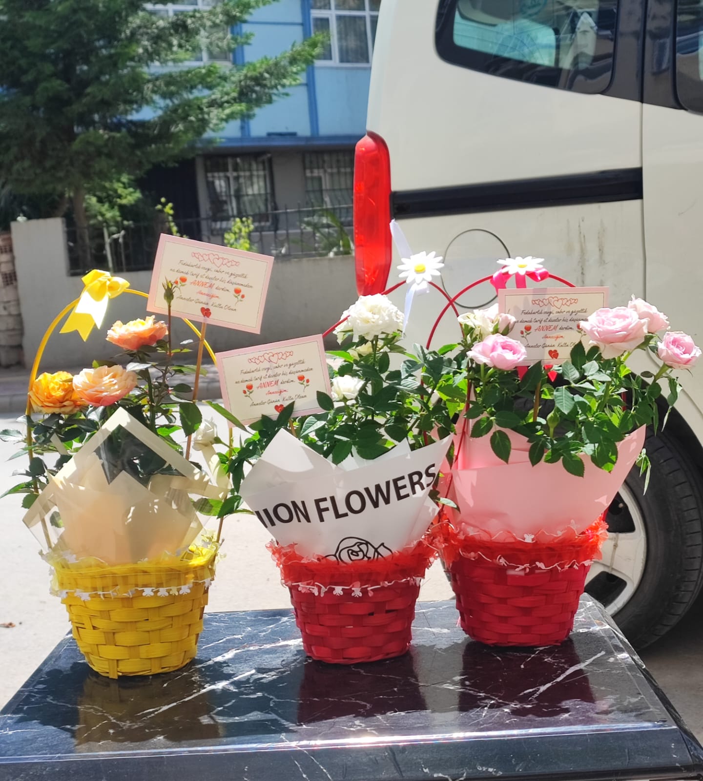 SEPETTE BODUR GÜL - Görsel 2