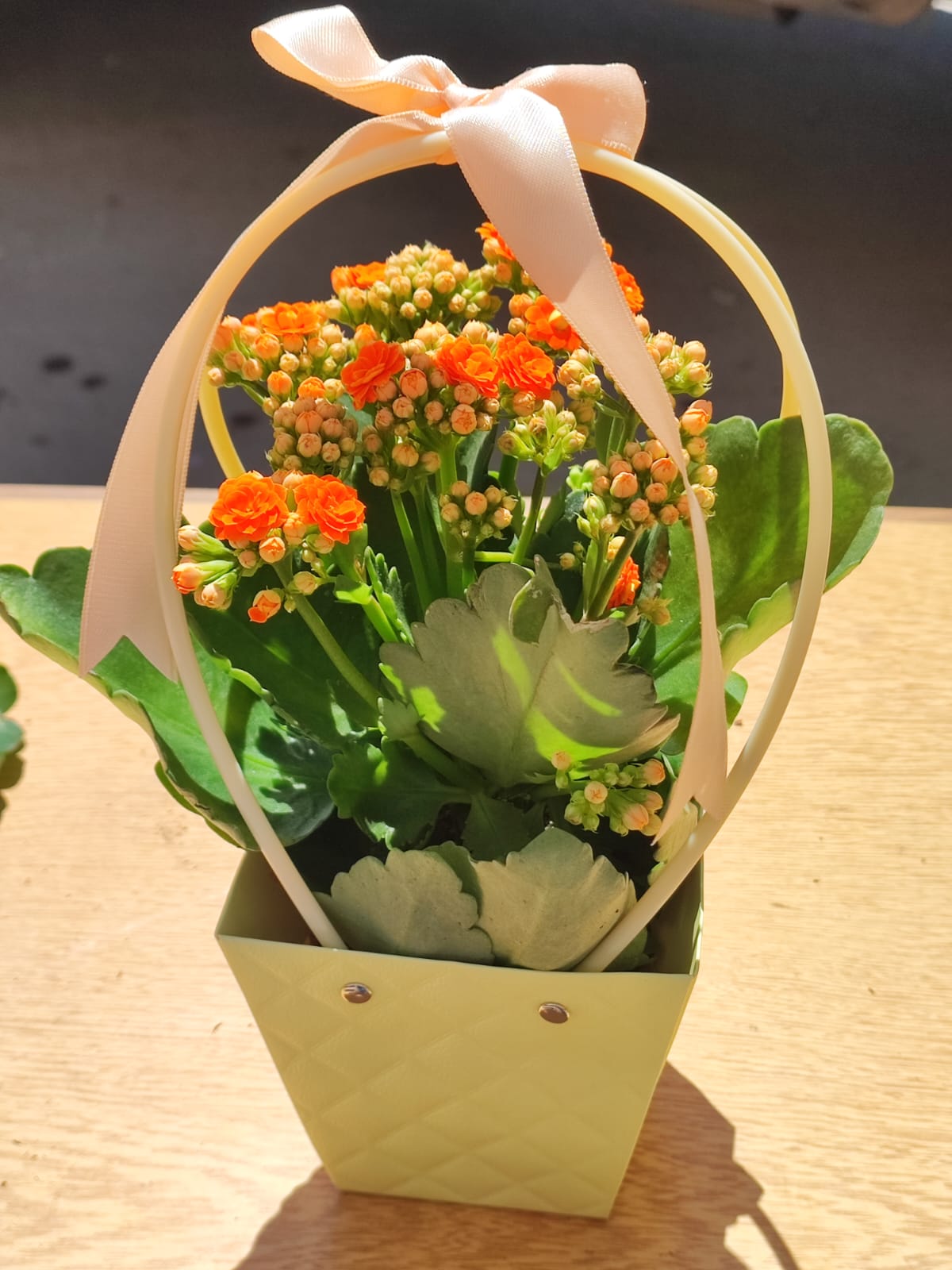 ÇANTALI KALANŞO - Görsel 4