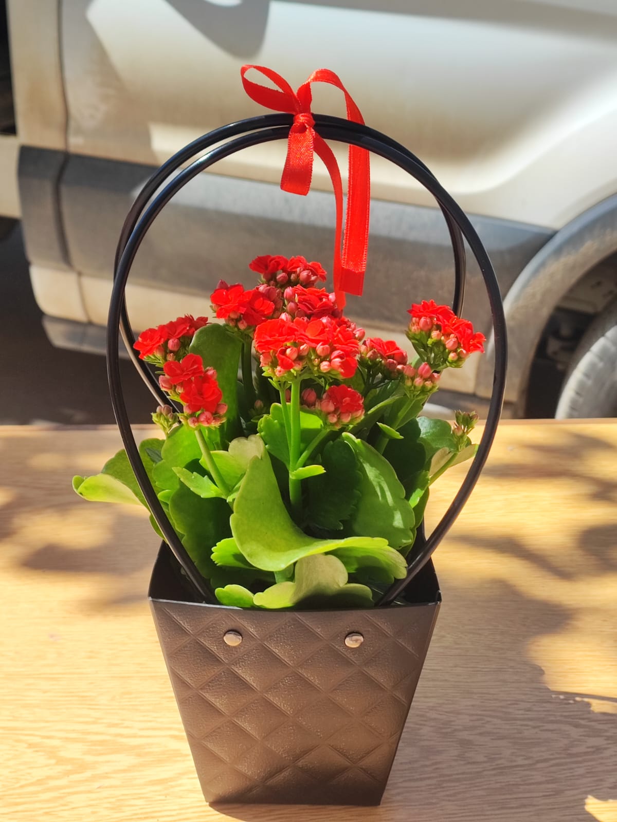 ÇANTALI KALANŞO - Görsel 2