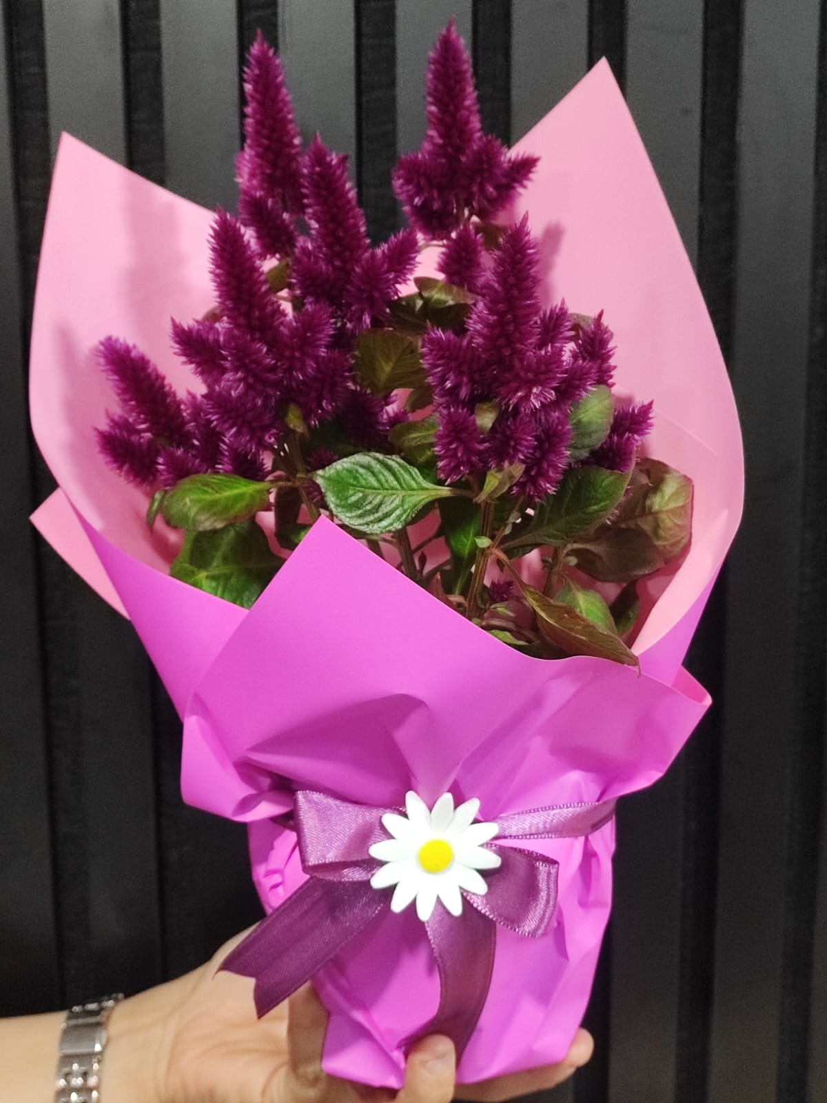 HOROZ İBİĞİ ÇİÇEĞİ - Görsel 2